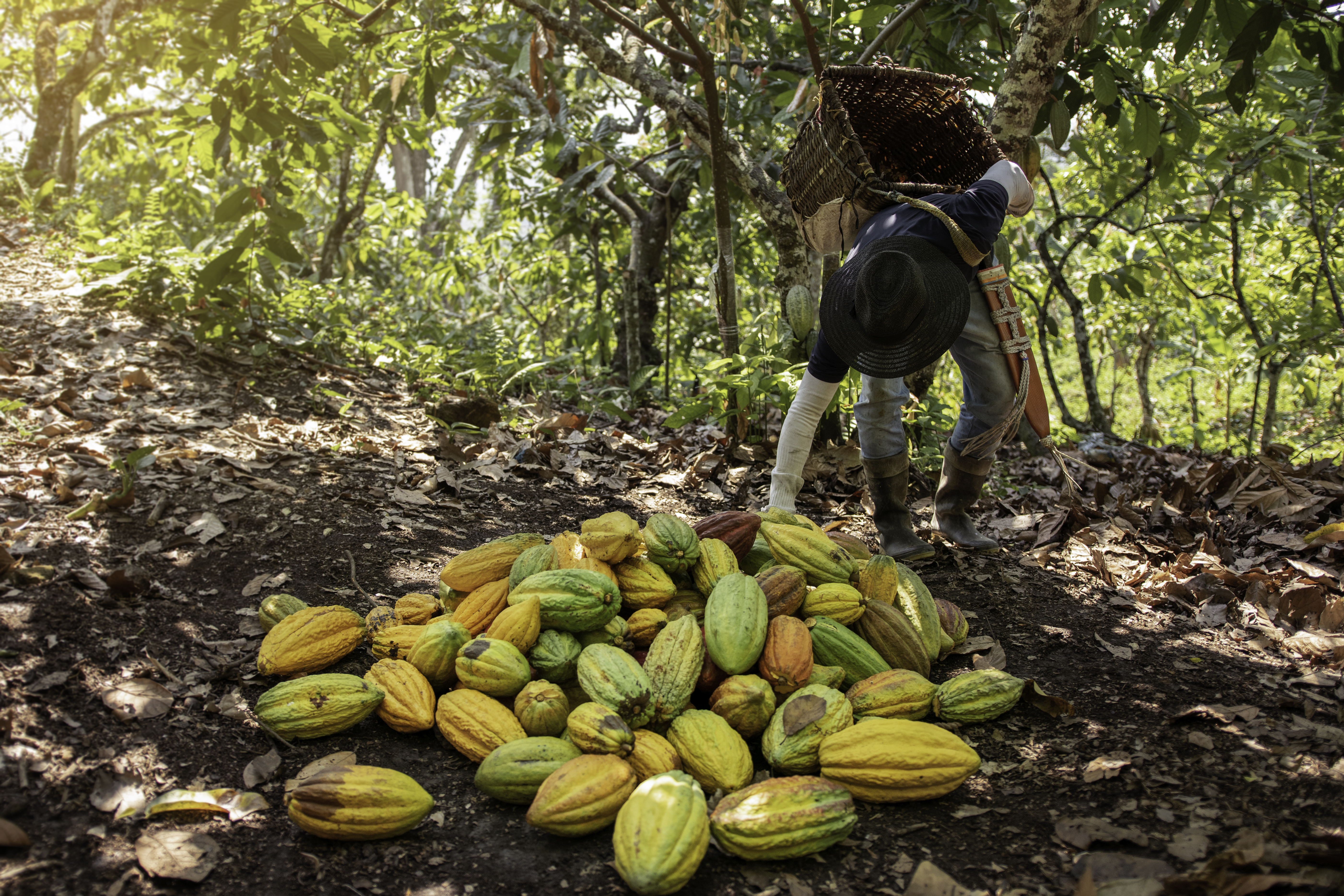 farmer-picking-cocoa-pod-from-ground
